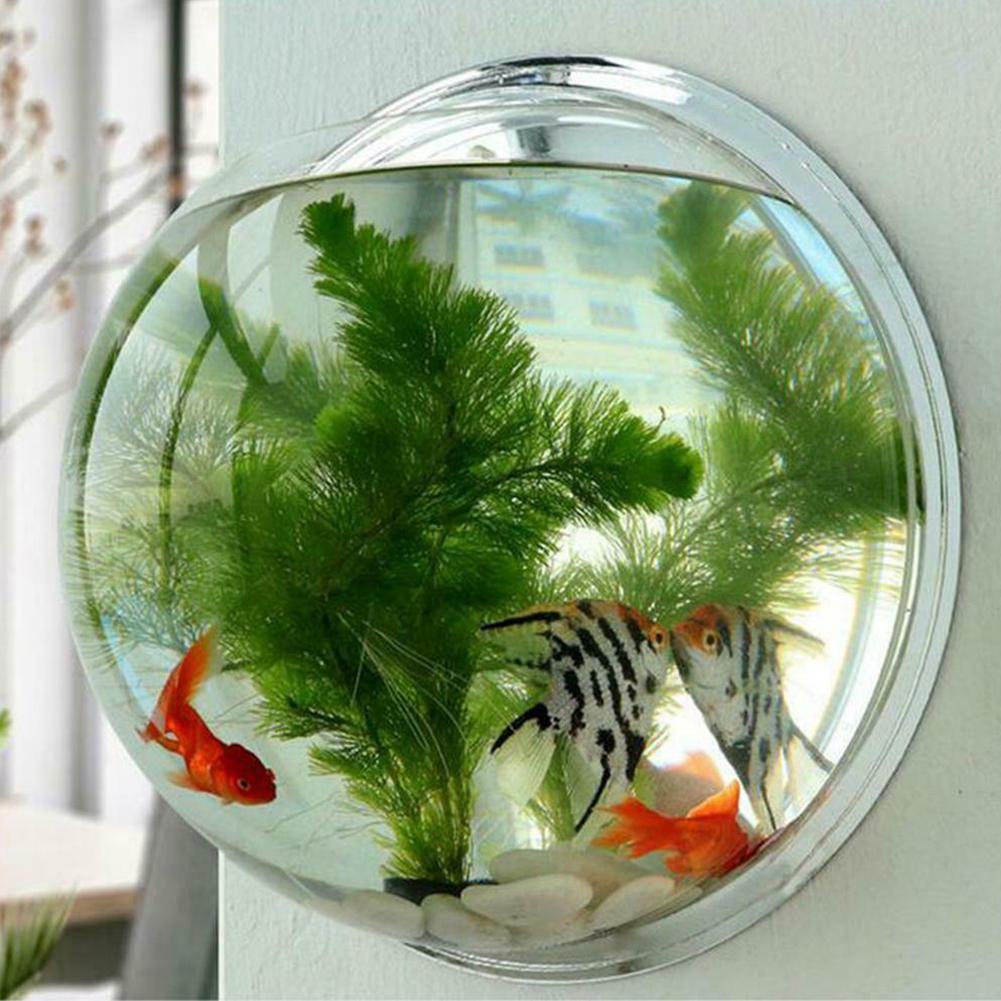plants for goldfish aquarium