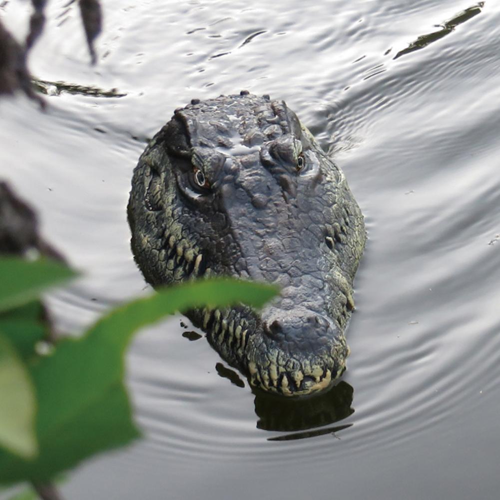 remote control croc head