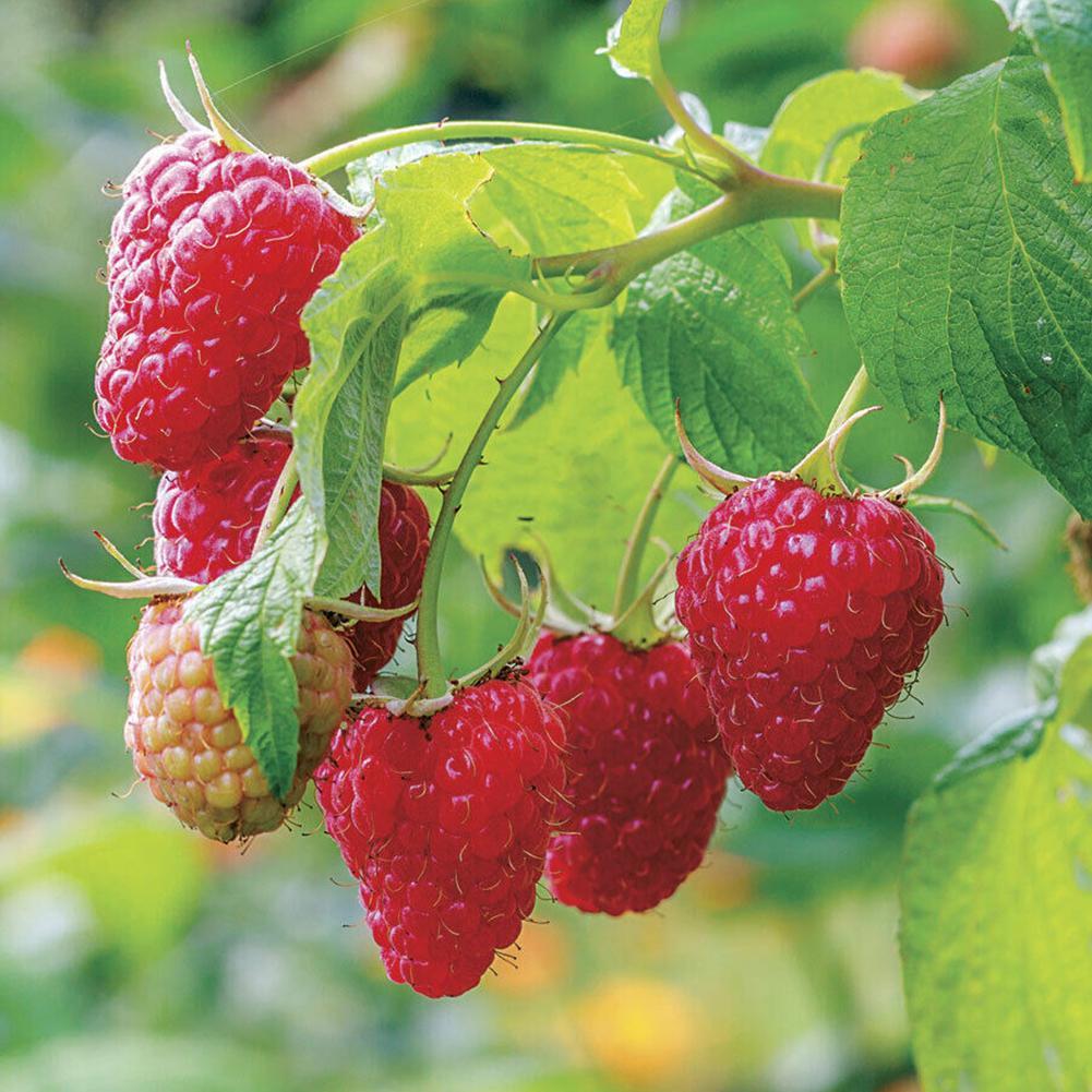 50Pcs Giant Red Raspberry Seeds, Garden Fruit Plant, Juicy 50Pcs Giant Red Raspberry Seeds, Garden Fruit Plant, Juicy