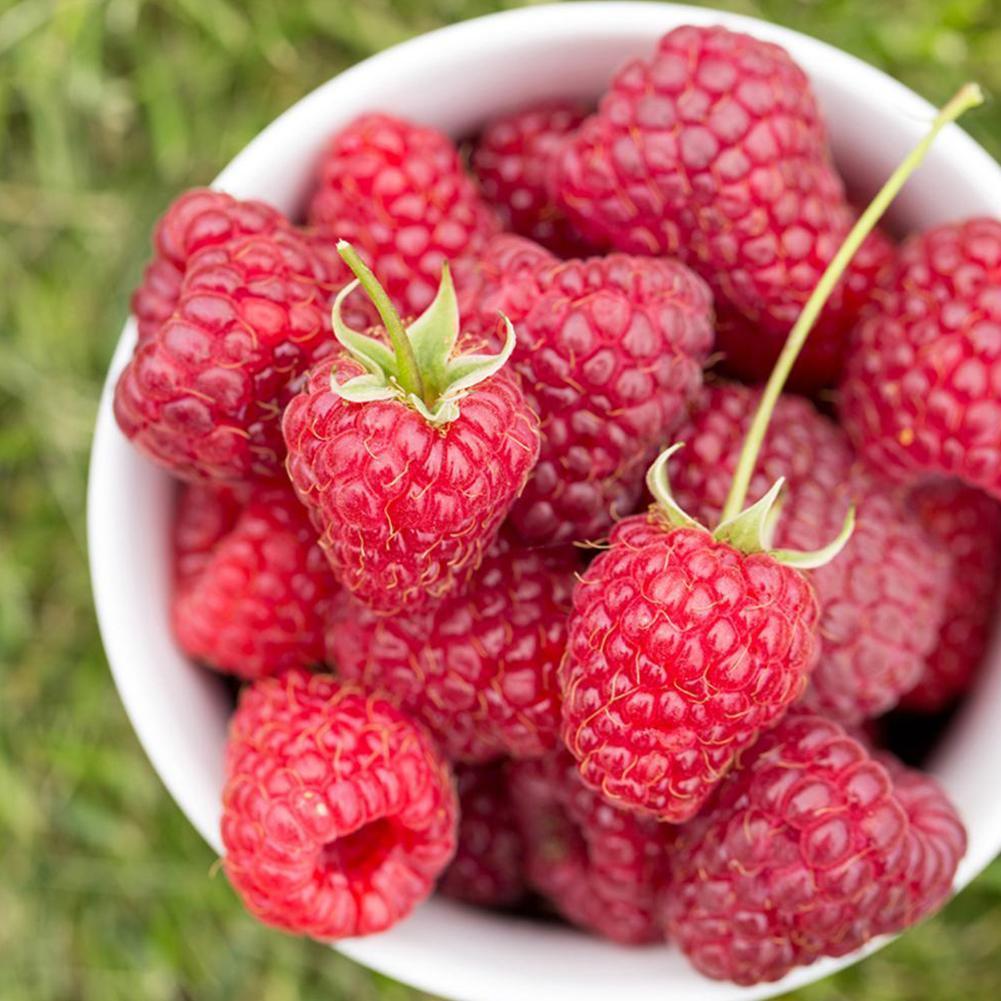 50Pcs Giant Red Raspberry Seeds, Garden Fruit Plant, Juicy 50Pcs Giant Red Raspberry Seeds, Garden Fruit Plant, Juicy