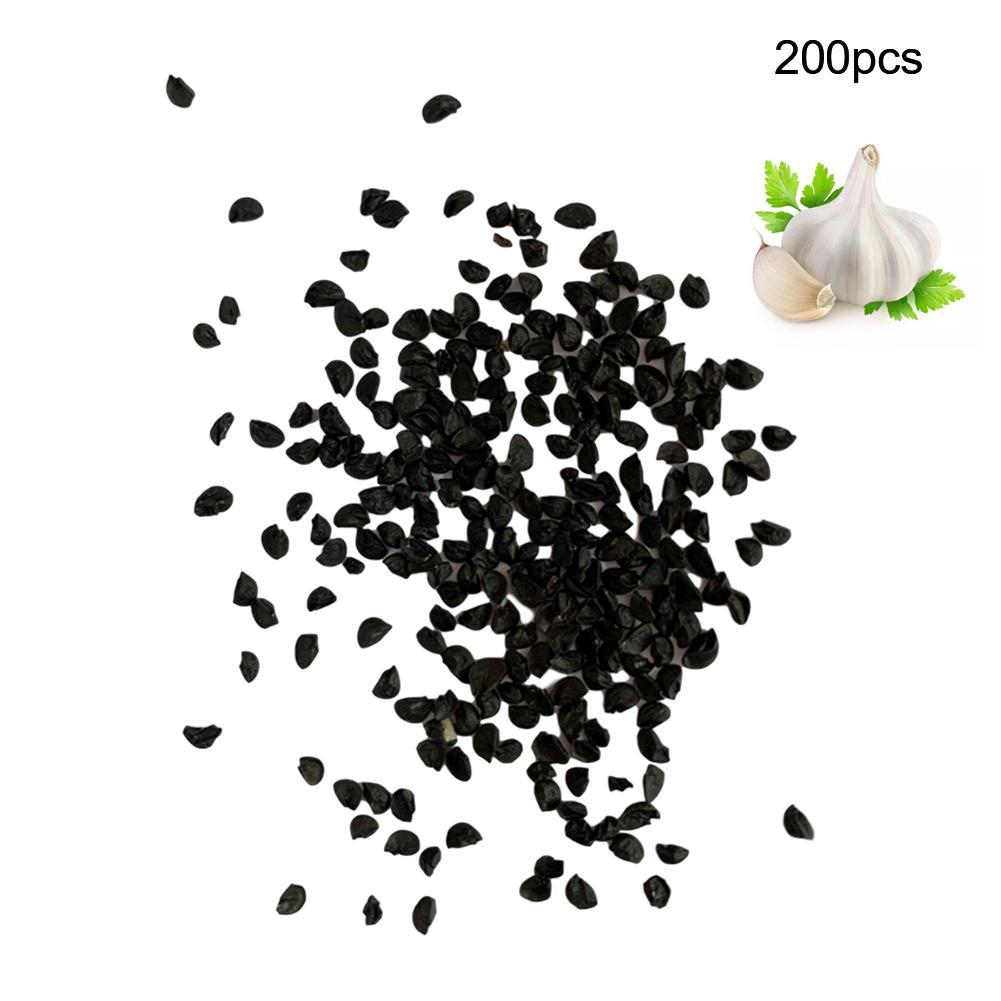 200Pcs Giant Garlic Seeds Heirloom Organic Bulb Seed Home Garden