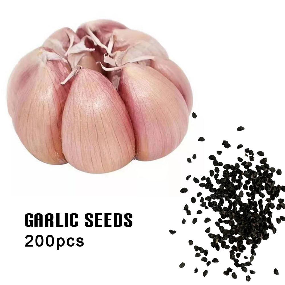 200Pcs Giant Garlic Seeds Heirloom Organic Bulb Seed Home Garden Vegetable Seeds eBay