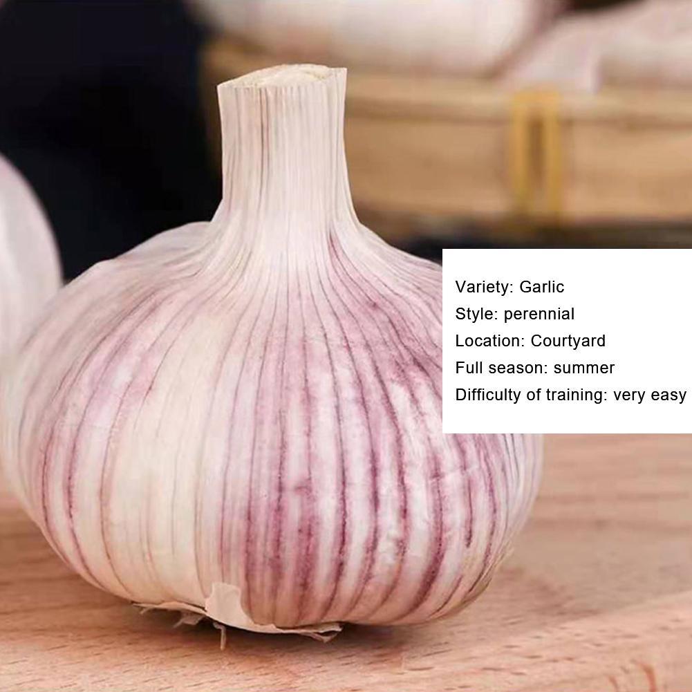 200Pcs Giant Garlic Seeds Heirloom Organic Bulb Seed Home Garden