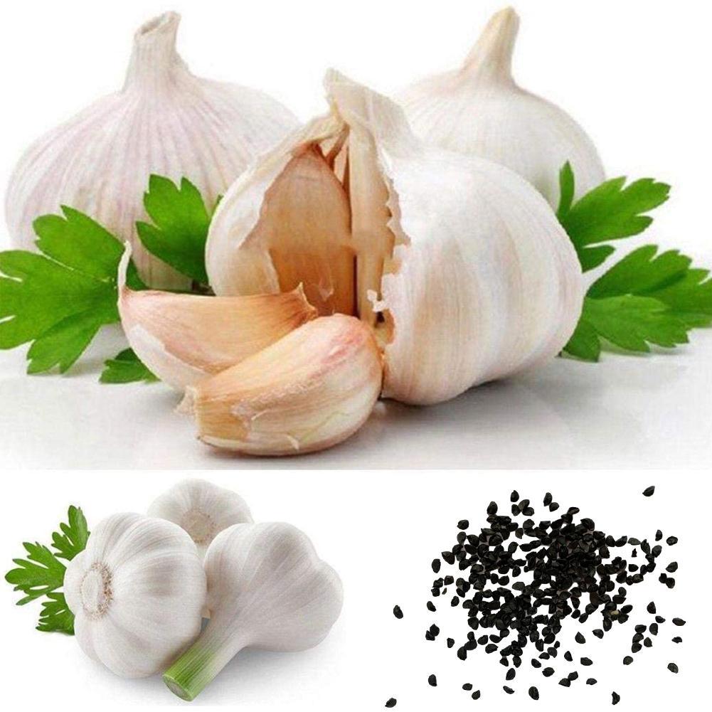 200Pcs Giant Garlic Seeds Heirloom Organic Bulb Seed Home Garden ...