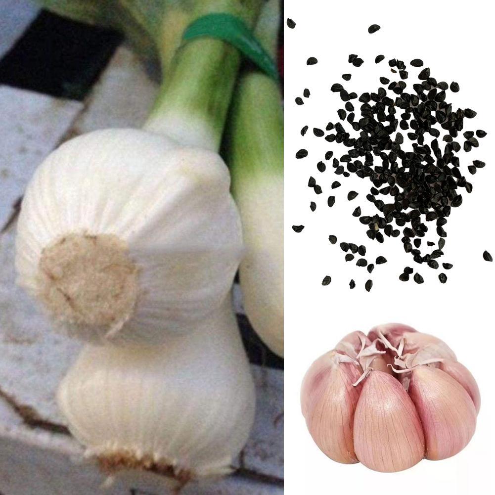 200Pcs Giant Garlic Seeds Heirloom Organic Bulb Seed Home Garden ...