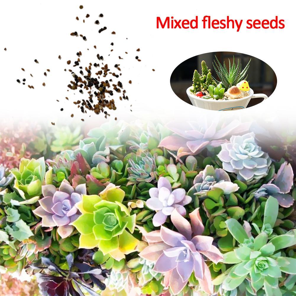 100 Rare Mix Succulent Plants Seeds Multicapacity Process Organic Bulk