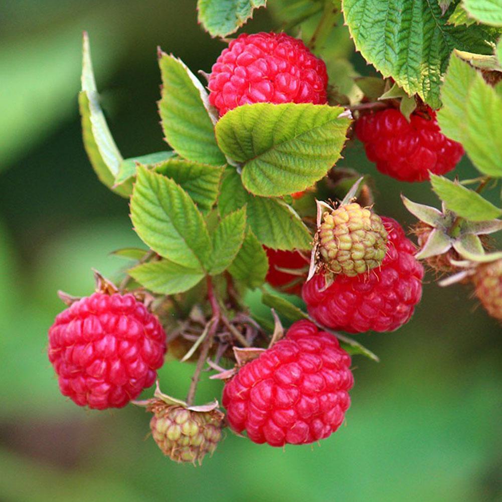 Red raspberry plant Idea