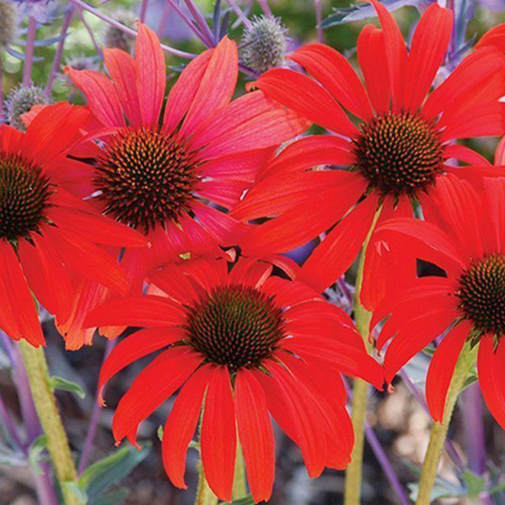 250PCS RED RUBY ECHINACEA / CONE-FLOWER FLOWER SEEDS / LONG LASTING ...