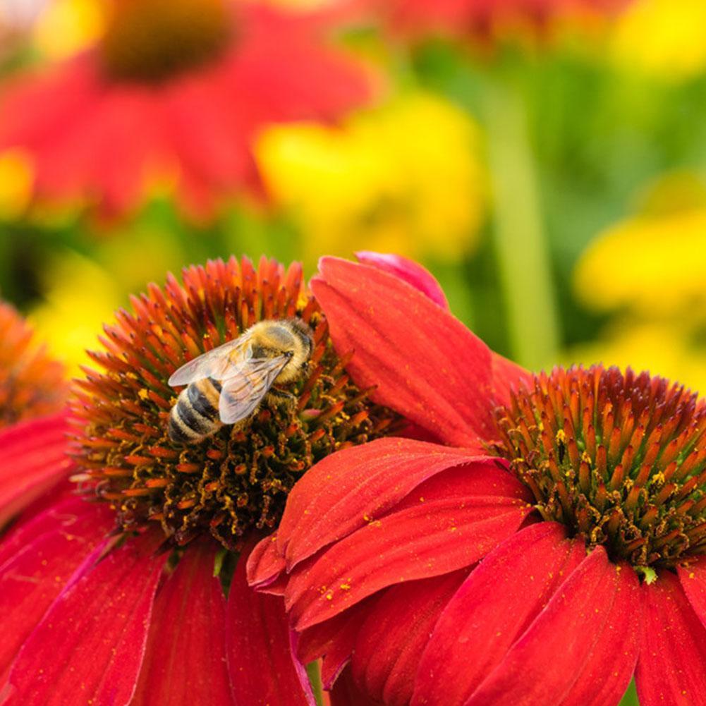 250PCS RED RUBY ECHINACEA / CONE-FLOWER FLOWER SEEDS / LONG LASTING ...