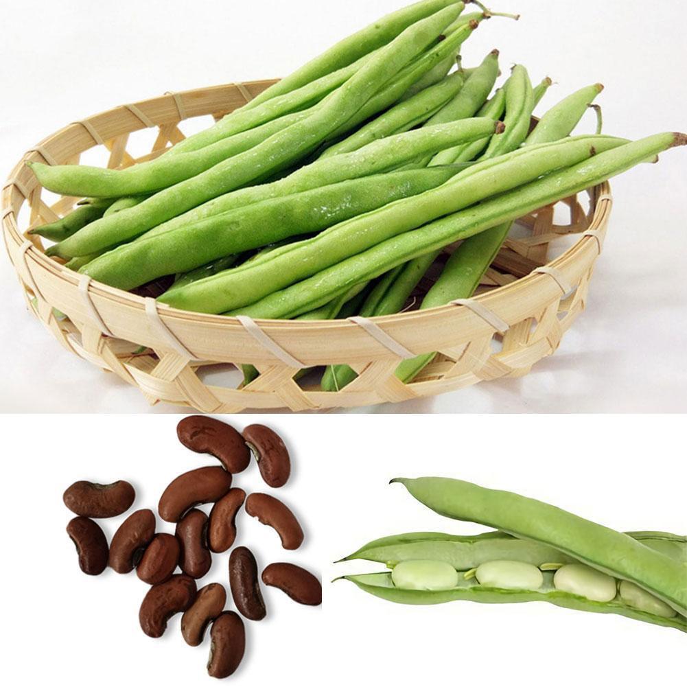 30pcs Dwarf Green bean Vegetable seed 15 Seeds snap beans Phaseolus