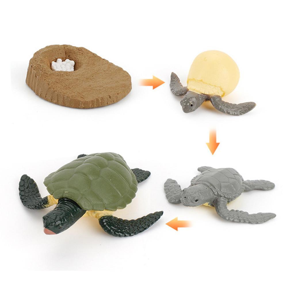 Details about   Educational Kids Realistic Animals Growth Cycle Toy 