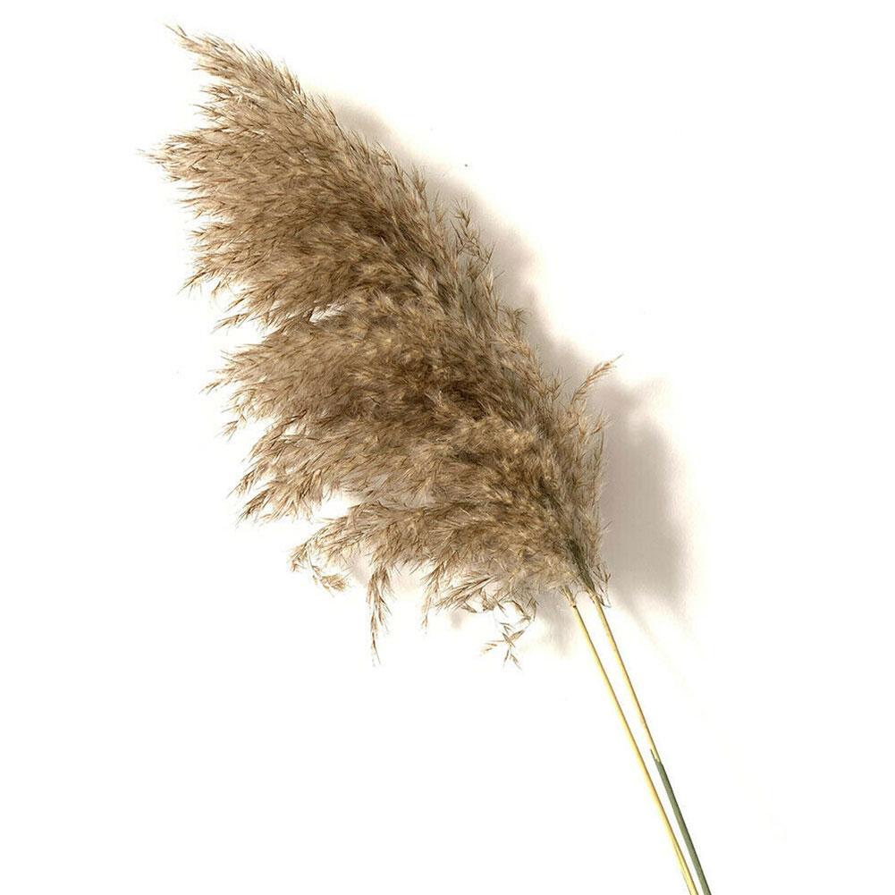 15*Natural Dried Pampas Grass Reed Flower Bunch Wedding Bouquet Decor Bronze #AF