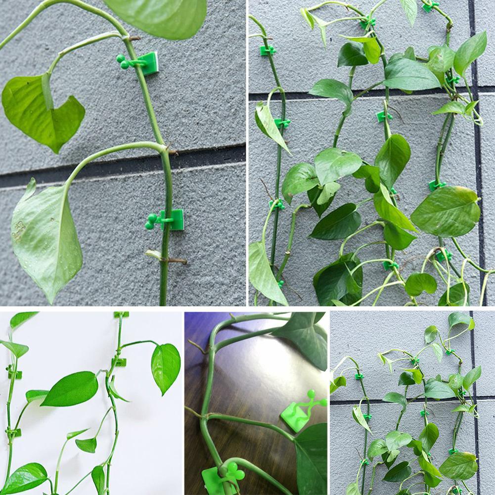 1x Plant Climbing Wall Clip Invisible Wall Vines Fixture Wall Sticky