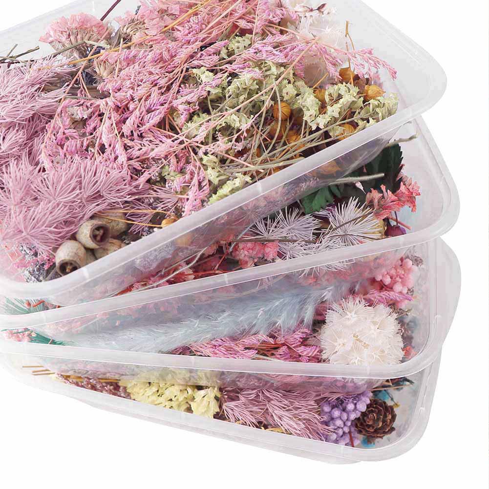 A Box Real Pressed Dried Flowers For Art Craft Resin ...