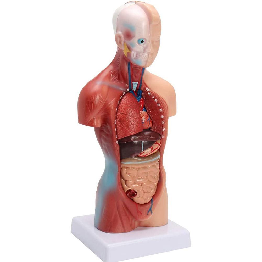 Gebuter 4D Anatomical Assembly Model of Human Organs for Teaching Education School