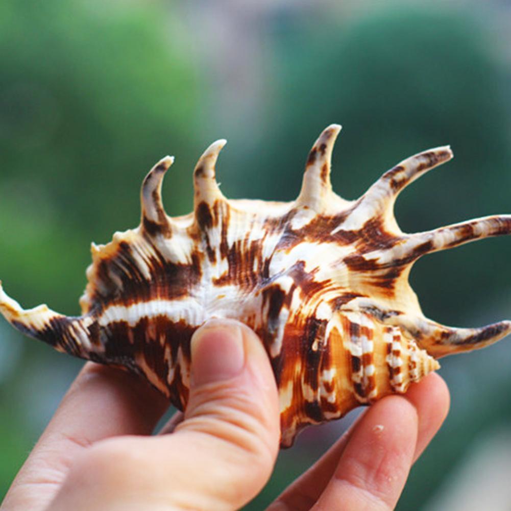Natural Spider Lambis Shell Conch Coral Sea Snail Home Ornament Fish Tank Adorn 