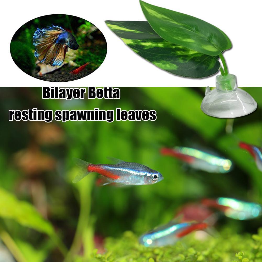 betta resting leaf