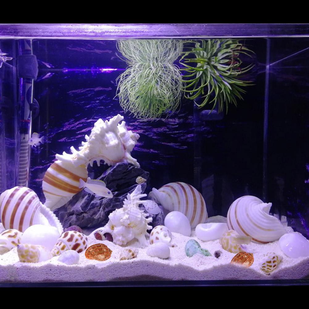 ракушка декоративная. розовая ракушка. ракушки в аквариуме. раковина коралл. коробочка ракушка.