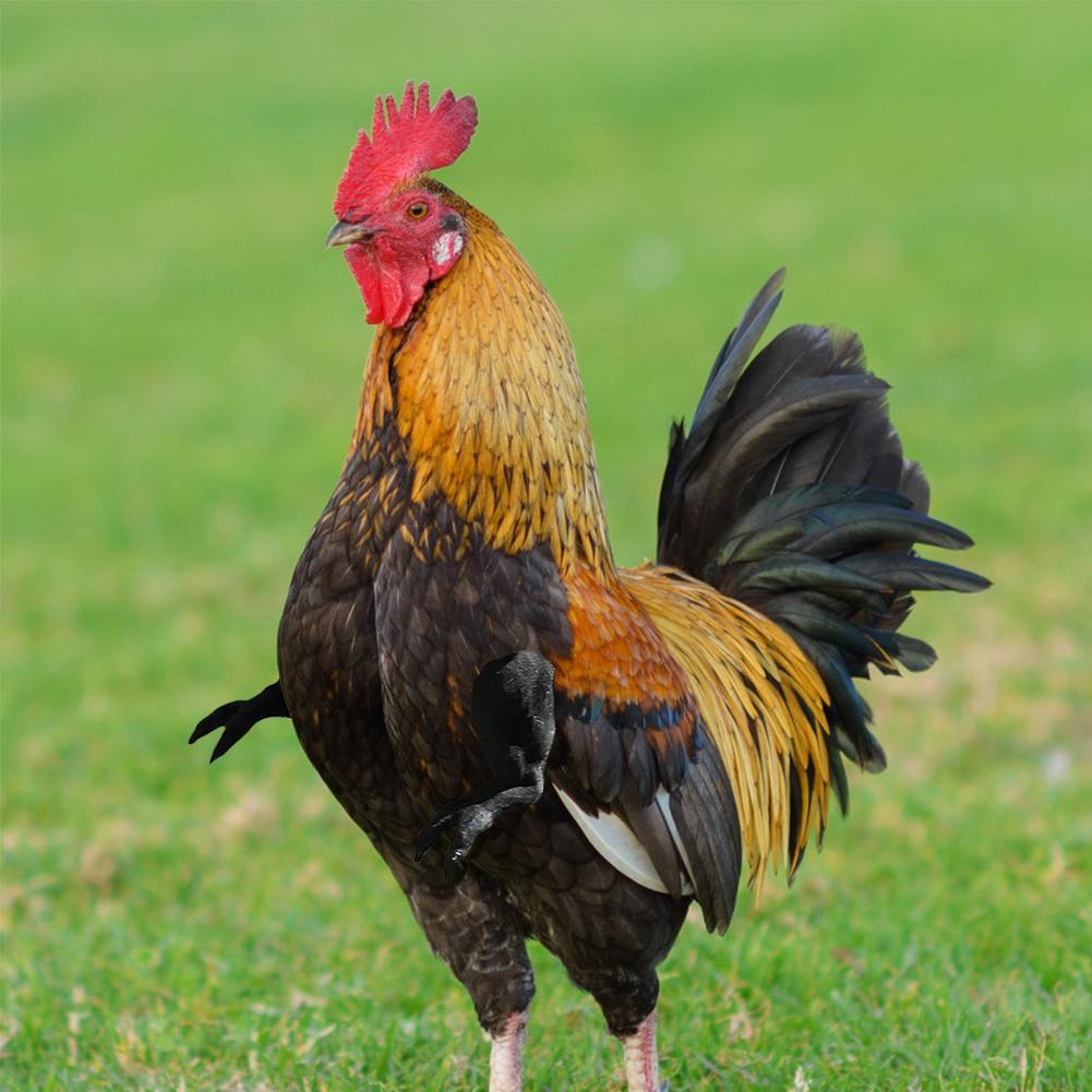 engraçado engraçado presente braços de frango para
