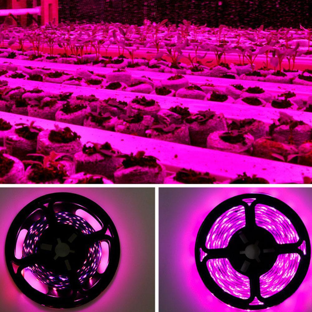 thumbnail image 4 of SGACAI Tira de luz LED para cultivo de plantas Ruifaya, luz para cultivo de plantas de interior, tira de luz LED de espectro completo USB resistente al agua para cultivo de plantas en invernaderos,, 4 of 7