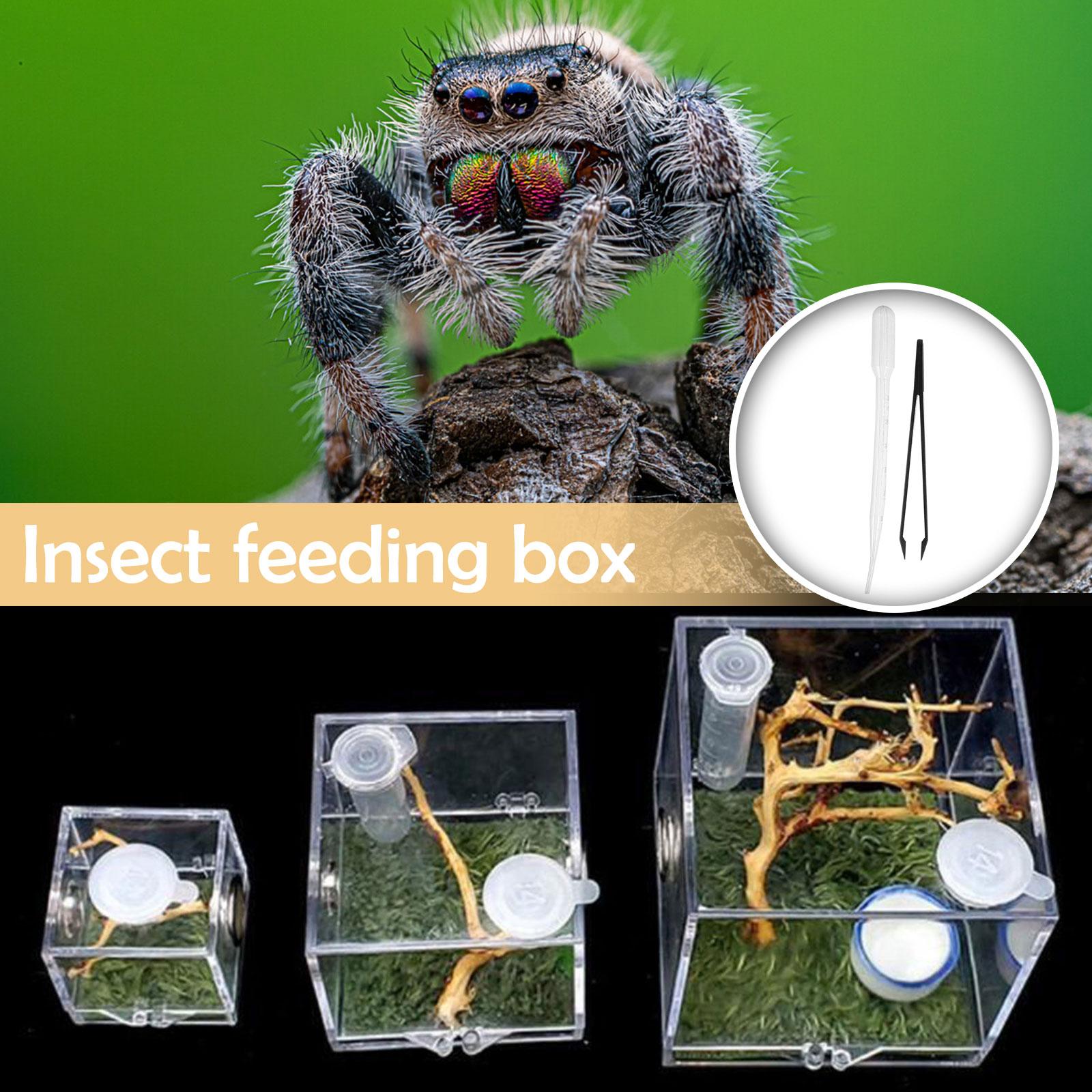 thumbnail image 2 of Ruifaya Jaula de acrílico para cría de arañas saltadoras, hábitat para arañas, insectos >ε ψэ μ, 2 of 7