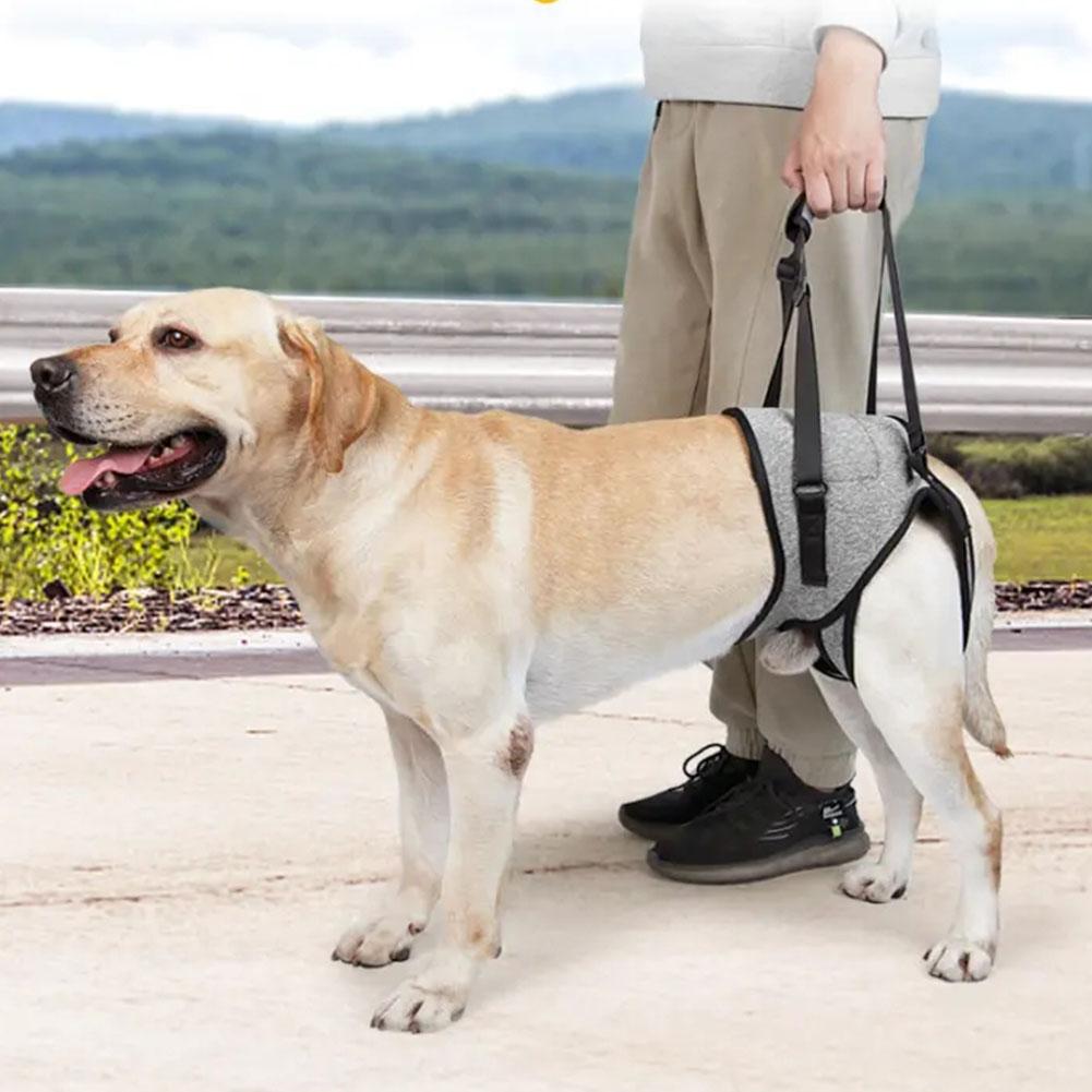 thumbnail image 4 of SGACAI Correa de asistencia para perros grandes, suave, acolchada, ajustable, para la parte trasera de la pata, Niza W2, 4 of 7